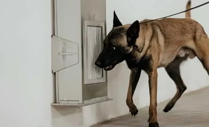 Σκύλοι ανίχνευσης εκρηκτικών
